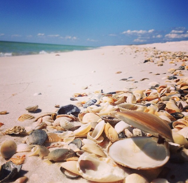 Coquinas, not Periwinkles